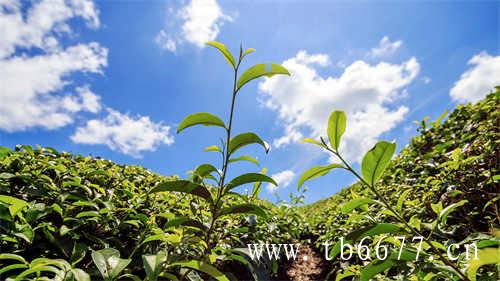 中国最古老的历史名茶绿雪芽