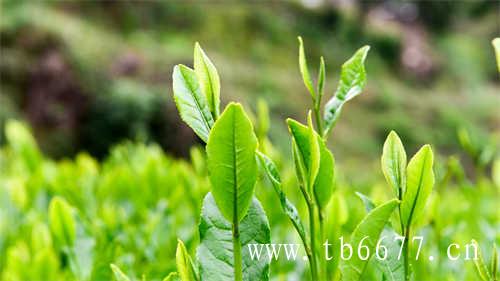 白茶的6大核心树种