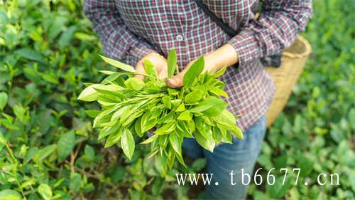 屏南茶产业的发展茶文化