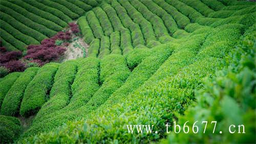 凤凰单丛茶十大香型和主要品种