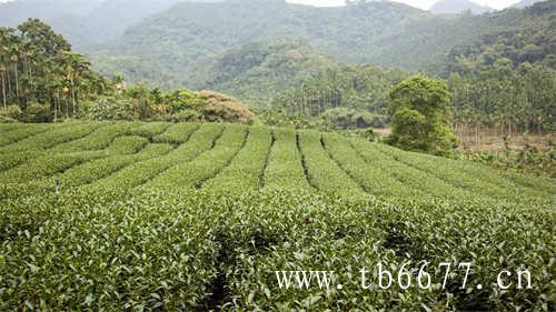 福鼎白茶的产区有哪些