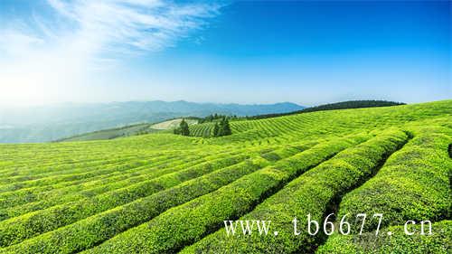 白茶的主要产区是哪里
