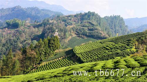 福鼎市政府支持茶产业发展