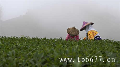 中国茶叶的发展历史